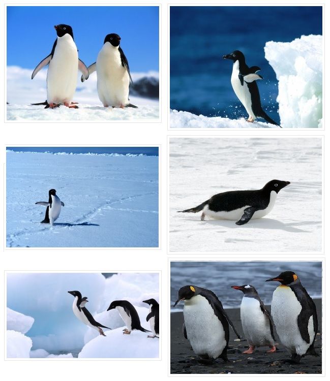 fotos de pinguins